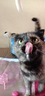 Из жизни котосемейства (короткие рассказы)