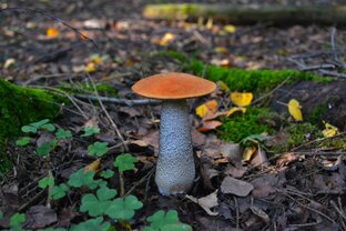 Грибной сезон 2023