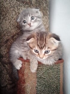 Мир кошек