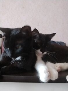 Мои любимые животные