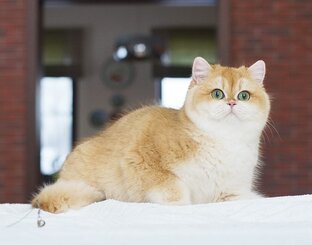 Коты и кошки питомника😻