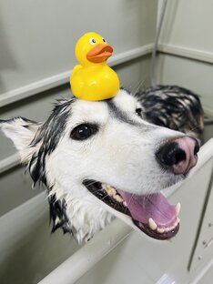 Большие 🐕