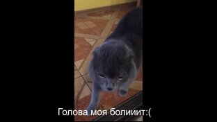 смешные животные