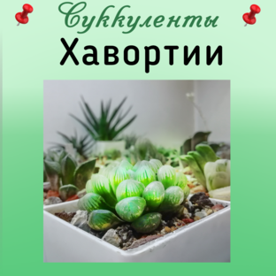 Хавортии