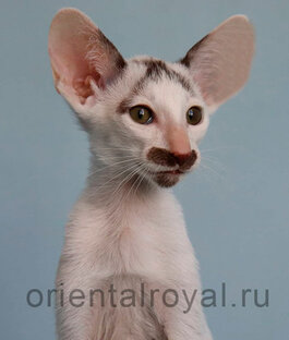 выбор ориентальной кошки
