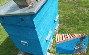 Будни начинающего пчеловода.