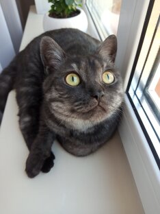 В доме хозяин КОТ