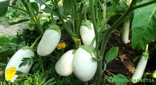 Про баклажаны