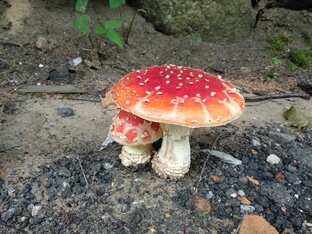 Рассказы.