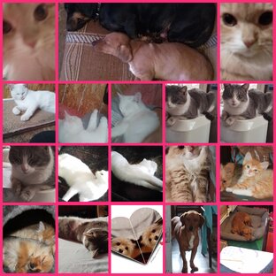 О НАШИХ хвостатых друзьях 🐶