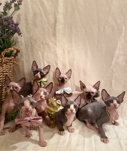 Найди свою НЛОшку!!!😻😻😻