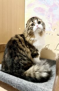 Шотландская вислоухая 