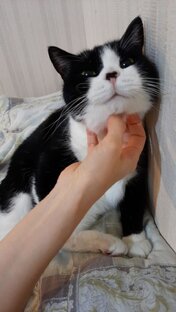 Незабвенные зверюшки.