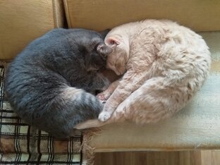 Кот и кошка