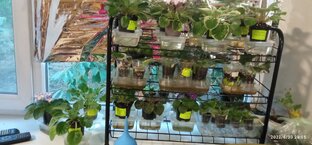 Уход за фиалками дома