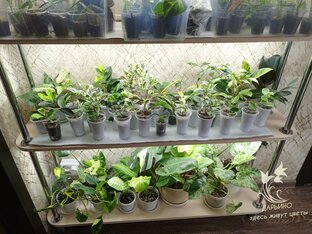 Размещение растений. Стеллажи и подсветка