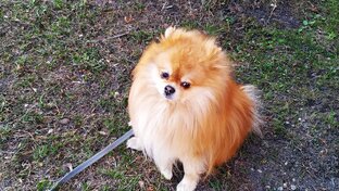 Симба и Васька