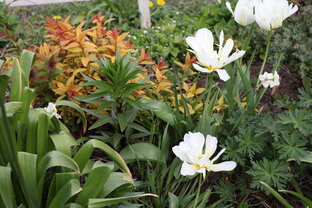 Садовый дневник