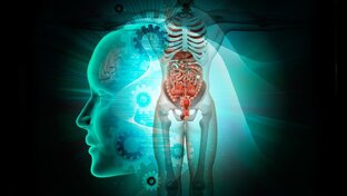 Организм Человека