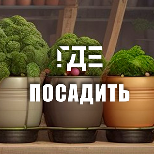__ГДЕ ПОСАДИТЬ__