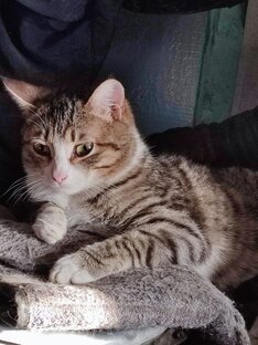 Наши кошаки!!!! 