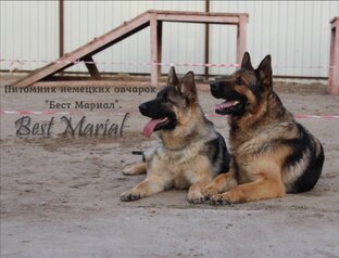 Мои немецкие овчарки