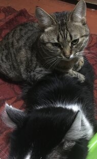 🐈‍⬛❤️