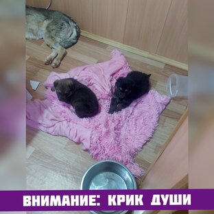 Берегите животных!