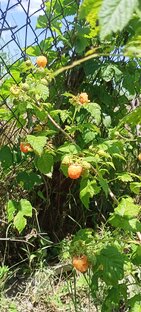 Наш сад и огород