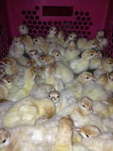 Суточная индюшка.