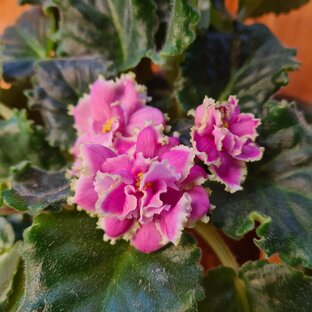 Домашние цветы