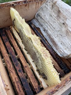 Мед и пчелы