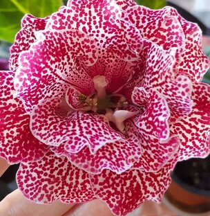 Агротехника глоксиний