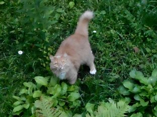Котики и прочие зверики