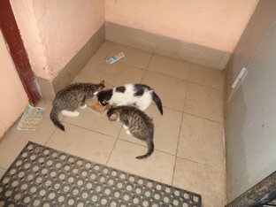Котята в поиске семьи