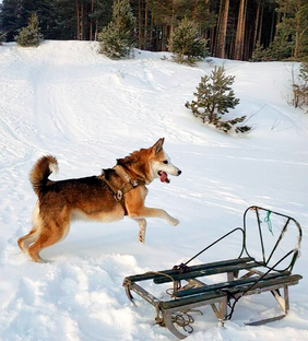 Лишь хороший человек - друг собаки!..