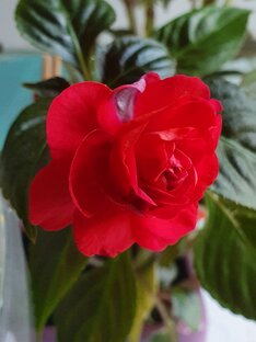 Сад и огород.