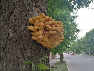 Гуляю-наблюдаю