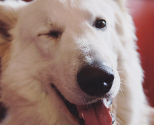 Белая швейцарская овчарка 