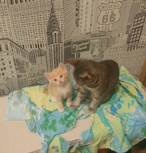 Котики-муркотики