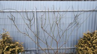 Розы: обрезка, подвязка, обработка, укоренение.