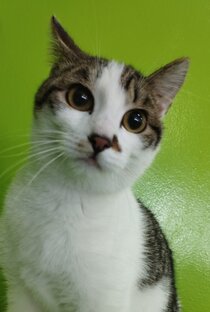 Нужды Теремка