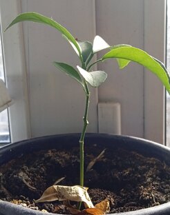 Погода в доме