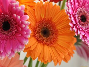 Романы Даны Арнаутовой