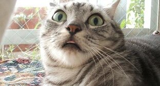 Смешные видео с Животными