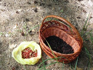 Ягоды для пользы и дела