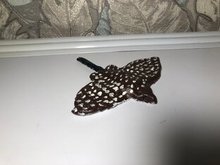 Современные животные