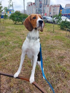 Бупочка Арюшечка