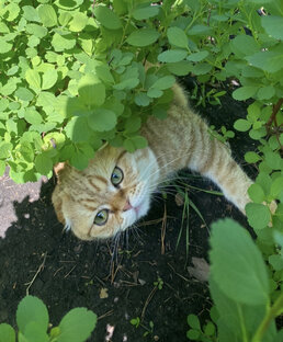 Наши выпускники