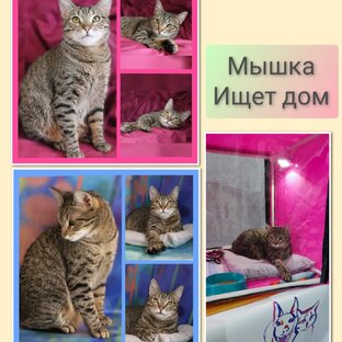 Кошечка Мышка